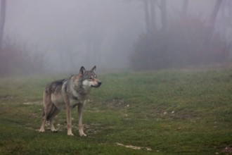Wolf standing in a field in autumn