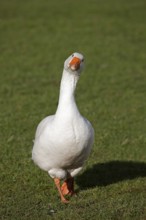 Norman domestic goose, a French breed from Normandy, male