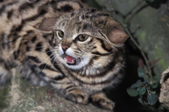 Black-footed Cat (felis nigripes), Snarling