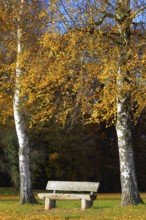 Birch tree in autumn colour, wooden bench