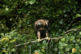 Golden Eagle (aquila chrysaetos), Adult standing on Branch