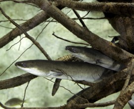 Common Eel or European Eel (anguilla anguilla)