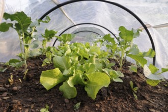 Cold frame with lettuce, cold frame, foil tunnel
