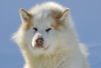 Canadian Eskimo Dog, Male, Northwest Territories, Canada, North America