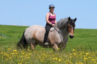 Rider and Rhenish-German cold-blood, cold-blood horse, without saddle, riding helmet