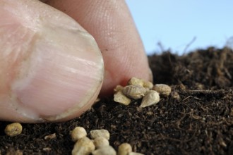 Sowing spinach (Spinacia oleracea), sowing
