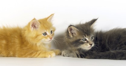 Blue Blotched Tabby, and Cream Blotched Tabby Maine Coon, Domestic Cat, Kittens against White