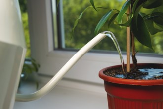 A gardener who is not visible is watering a houseplant in a pot on a windowsill in a house,