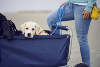 Adorable little blond puppy sittinging a stroller looking ove the edge at the camera while outdoors