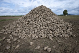A pile of sugar beet (Beta Vulgaris) lies in the field after harvesting ready for transport to the