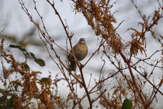 Blackbird (Turdus merula) surrounded by dry branches in winter landscape, Wismar-Kluß pond area,