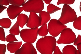 Red rose petals texture background, transparent flowers