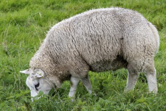 Sheep in the field