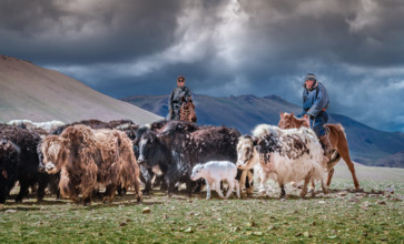 Nomads passing them yaks to the pasture. Gobi-Altai province, Mongolia, Asia