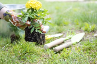 Yellow and orange marigold seedlings with roots are prepared for planting in the open ground in