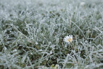Symbolic photo for the onset of winter, grass with frost, North Rhine-Westphalia, Germany, Europe