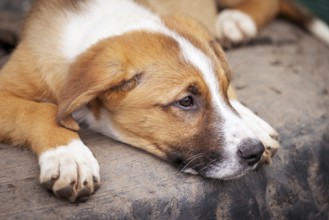 Small red and white dog puppy with sad eyes in the shelter for adoption