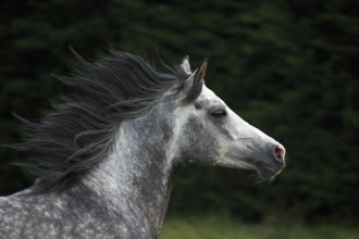 Arabian Horse, Adult with Mane in the Wind