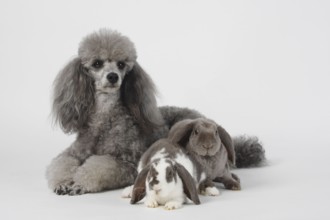 Small poodle, silver, and Rex dwarf ram, lilac-white and lilac, 14 weeks, Rex dwarf ram, ram
