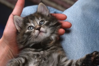 Norwegian Forest Cat, kitten, 6 weeks, lying on lap, Norwegian Forest Cat, kitten, 6 weeks,
