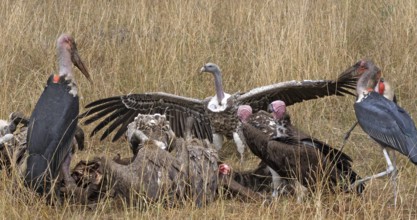 African White Backed Vulture (gyps africanus), Ruppell's Vulture, gyps rueppelli, Lappet Faced