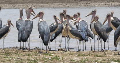 Marabou Stork (leptoptilos crumeniferus), Group near Water, Nairobi Park in Kenya