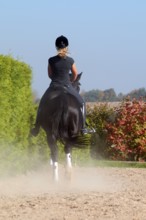 Rider and Westfalian warmblood, black horse, dressage training, Westfalian warmblood, German