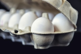 10 chicken eggs in a transport carton against a black background