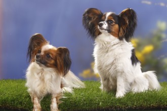 Papillons, Bitches, Mature and 8 Months, Young Dog, Butterfly Doggy, Continental Dwarf Spaniel