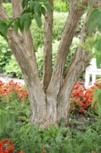 Seven Sons of Heaven shrub (Heptacodium miconioides), Anchers Havecentre, Munich, Bavaria, Germany,