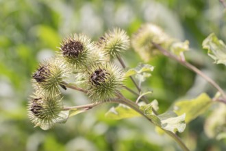 Greater burdock (Arctium lappa), close-up of fruit stand, Velbert, North Rhine-Westphalia, Germany,