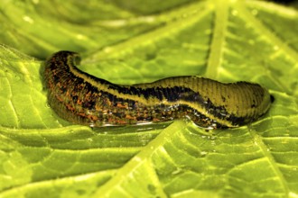 Medicinal leech (Hirudo medicinalis) covered with blood lying on a green leaf