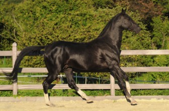 Achal-Tekkiner, stallion, black stallion, lateral
