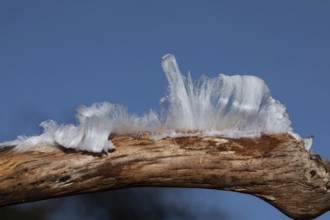 Hair ice fruiting bodies white wavy ice needles on branch in front of blue sky