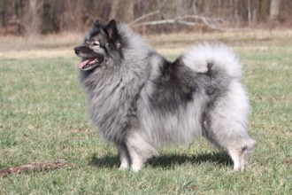 Wolfsspitz, Wolfspitz, lateral