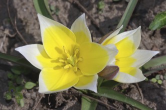 Wilde Tulpe (Tulipa sylvestris)