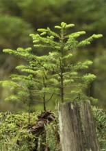 A small tree grows on an old tree stump - new things come into being old things pass away. A small