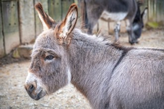 A donkey (Equus asinus) standing sideways in an enclosure with other animals in the background,