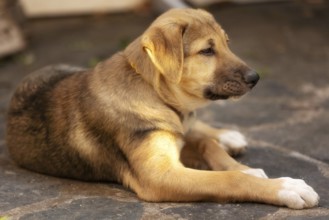 Dog puppy with sad eyes lying in the shelter, waiting for adoption, close-up portrait