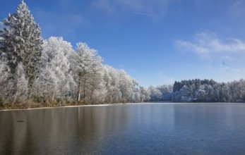 Frozen small lake with frost trees and blue sky near Füramoos, Baden-Württemberg, Germany, Europe