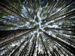 Artistic abstract image of tall pine forest tree tops over blue sky, Muskoka, Ontario, Canada,