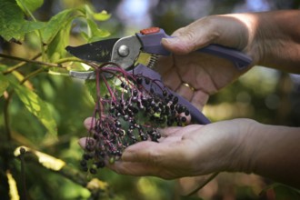 Hands harvesting elderberries with garden shears in autumn for cooking healthy juice, jelly or