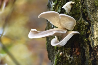 Oyster mushrooms (Pleurotus ostreatus) on a tree in autumn forest of the Hunsrück-Hochwald National