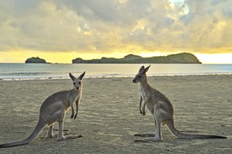 Kangaroo during sunrise at Cape Hillsborough. They disappear as soon as it becomes too hot