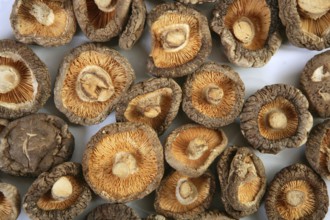Shiitake dried mushroom vegetarian food