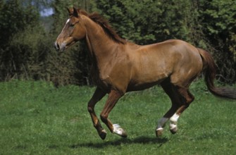 Anglo Arab Horse Galloping Through Meadow