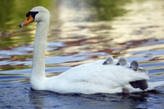 Mute swan (Cygnus olor) with young fledglings on the back, Hump swan with young fledglings on the