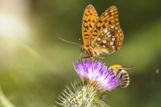 Closeup macro shot of a beautiful colourful Dark Green Fritillary butterfly and bee on a thistle