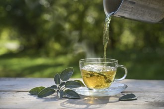 Pouring hot water in a glass cup with sage leaves, healthy herbal tea and home remedy for coughs,