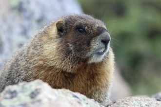 Marmot, USA, North America